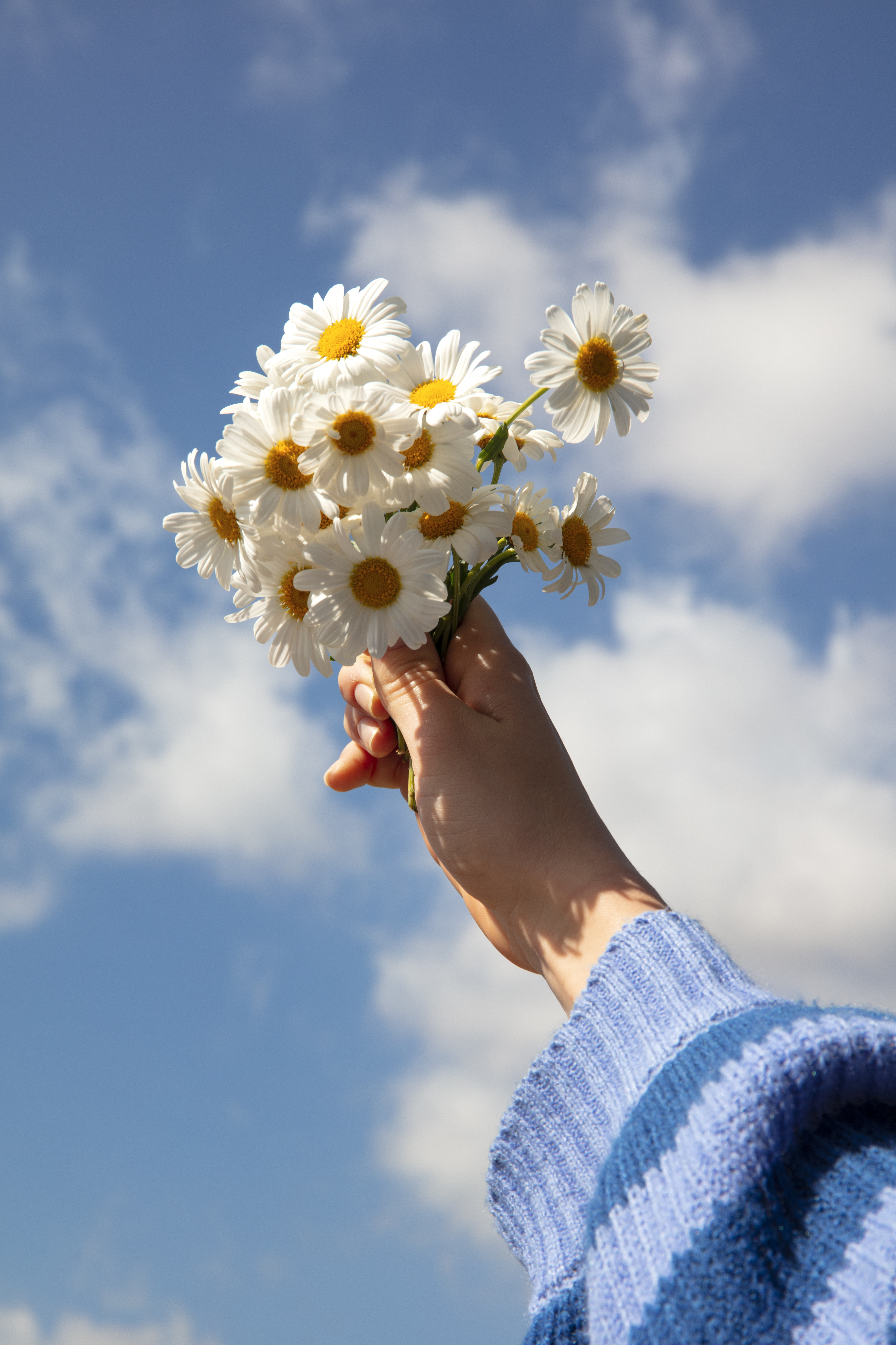 still-life-daisy-flowers (1)